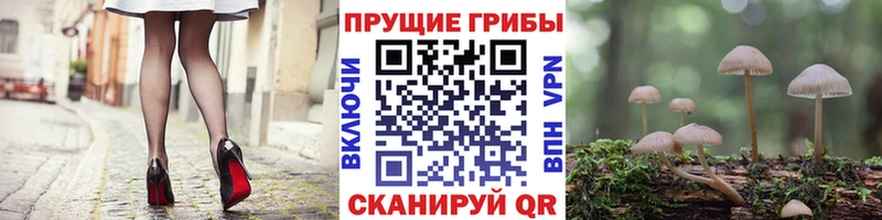 KRAKEN как зайти Талдом Галлюциногенные грибы Cubensis